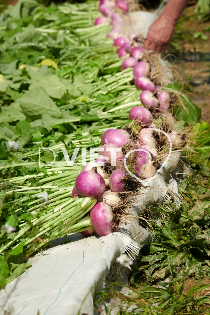 Photo Dominique VIET - Récolte des navets