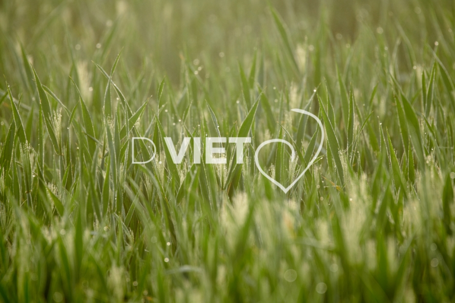 Photo Dominique VIET - Rosée du matin