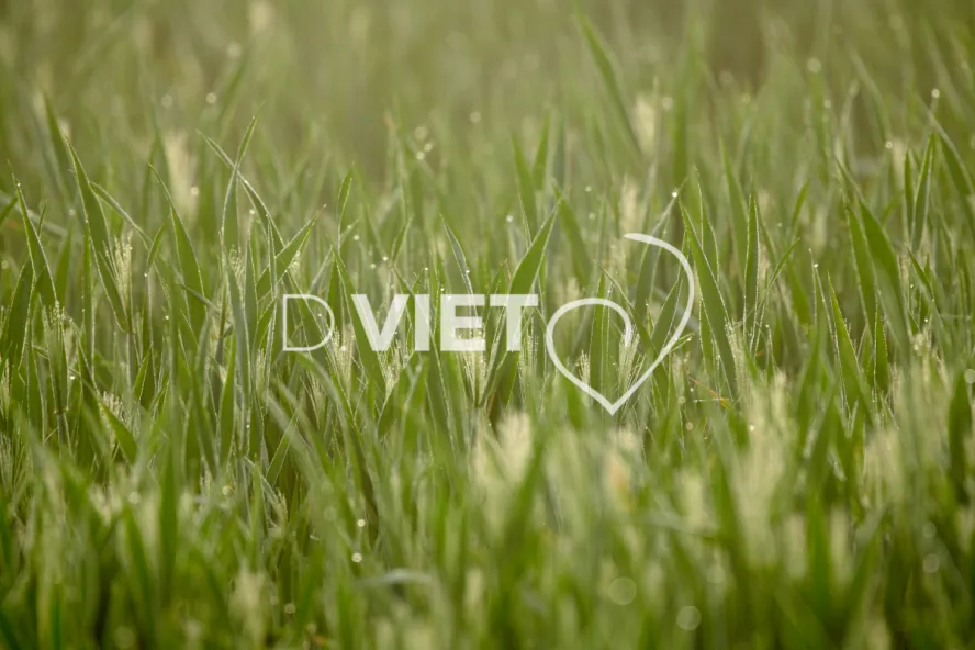 Photo Dominique VIET - Rosée du matin