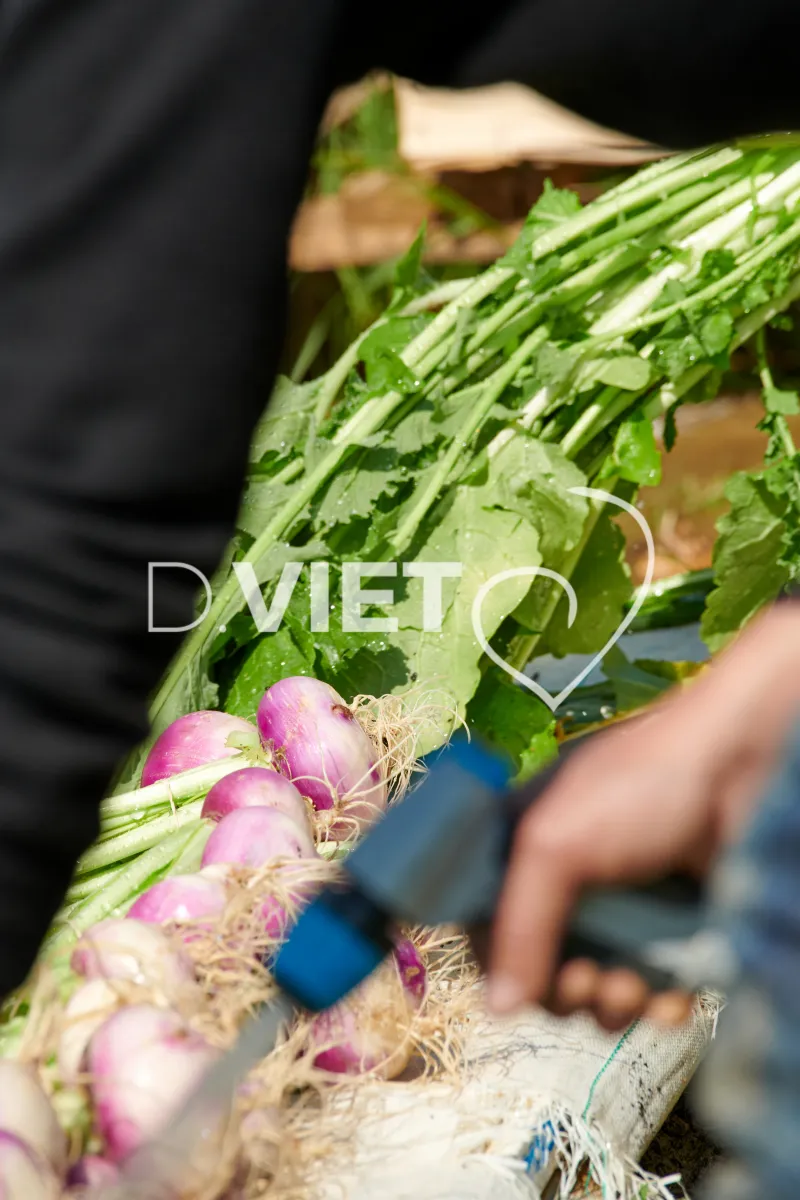 Photo Dominique VIET - Récolte des navets