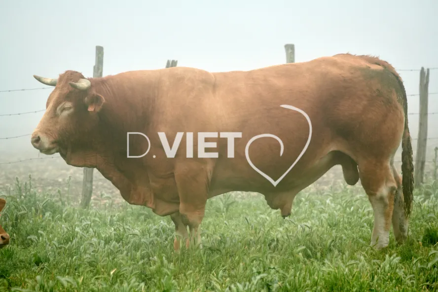 Photo Dominique VIET - Vaches et prè Limousines