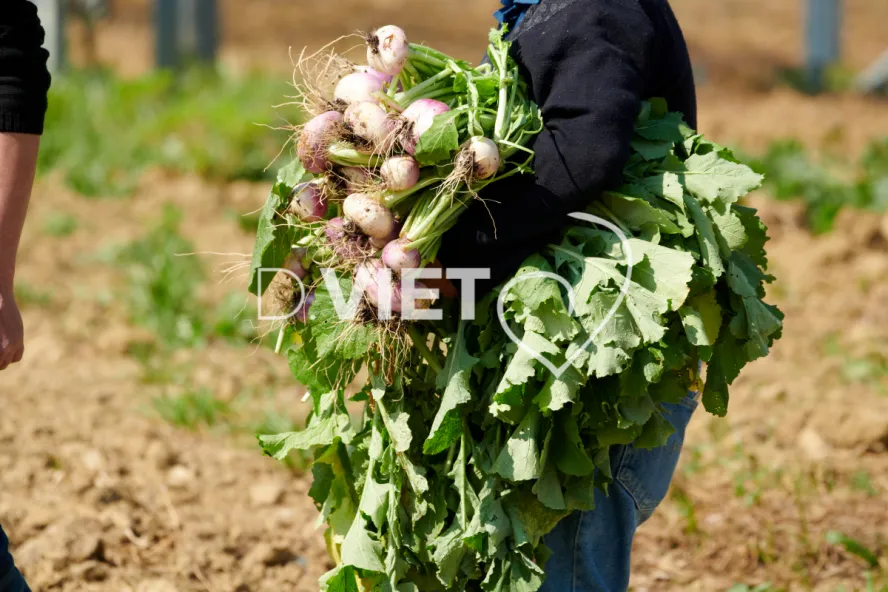 Photo Dominique VIET - Récolte des navets