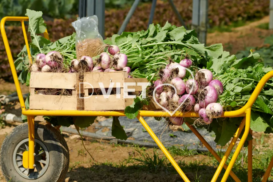 Photo Dominique VIET - Récolte des navets