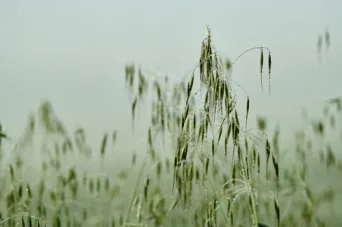 Photo Dominique VIET - Ros&eacute;e du matin