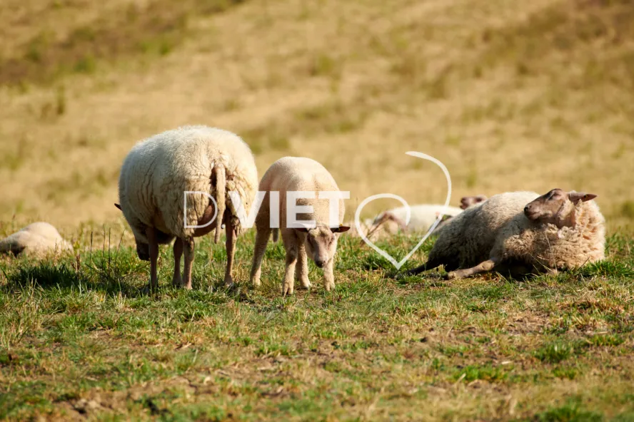 Photo Dominique VIET - Moutons rouges de l'ouest