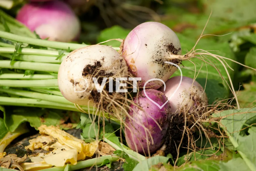 Photo Dominique VIET - Récolte des navets