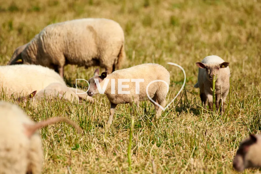 Photo Dominique VIET - Moutons rouges de l'ouest