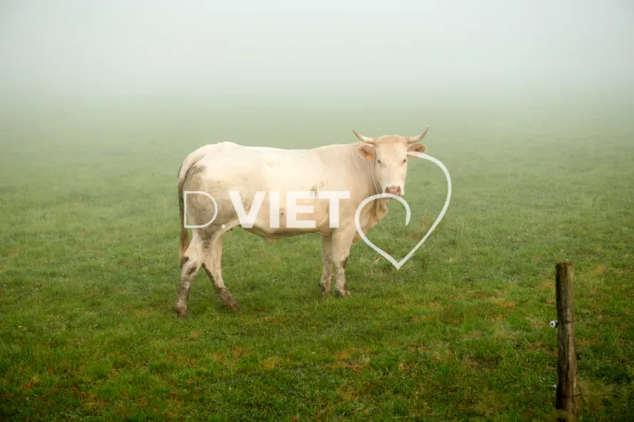 Photo Dominique VIET - Vaches et prè