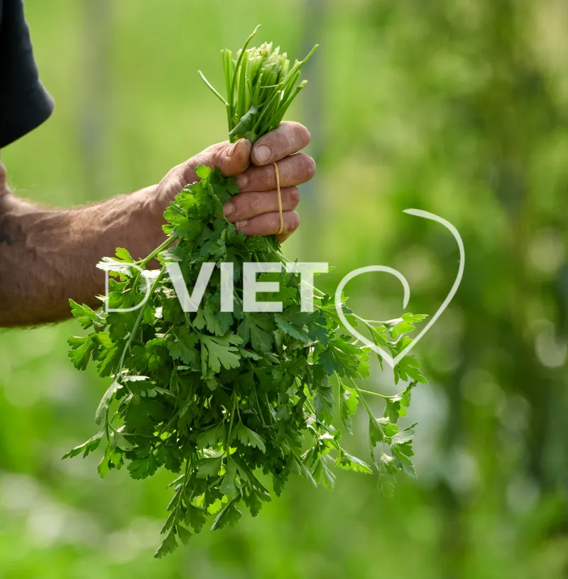 Photo Dominique VIET - Récolte du persil