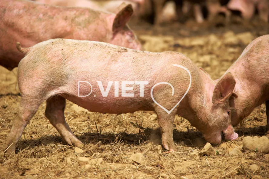 Photo Dominique VIET - Porcelets