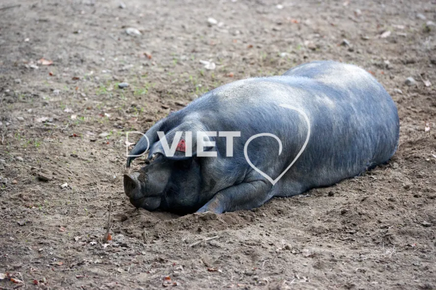 Photo Dominique VIET - Truies en plein air