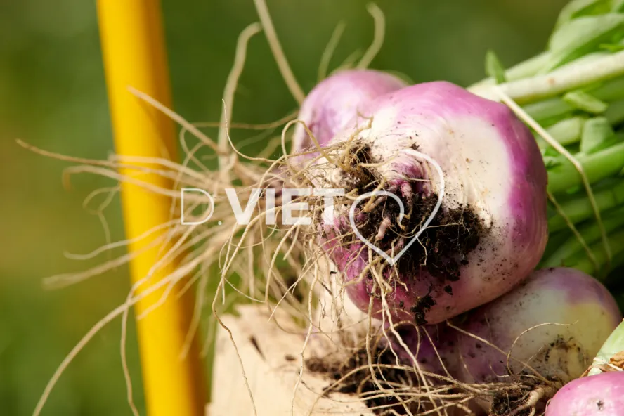 Photo Dominique VIET - Récolte des navets