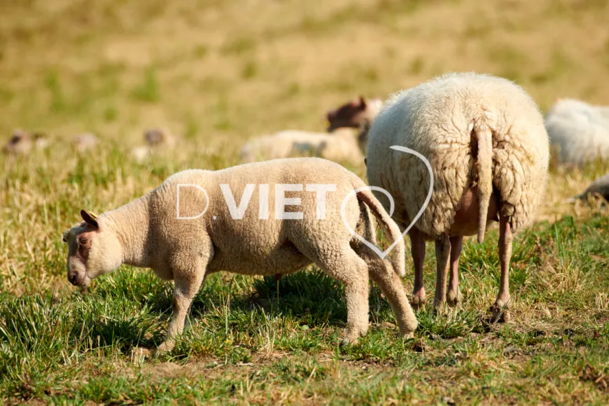Photo Dominique VIET - Moutons rouges de l'ouest