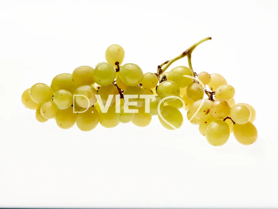 Photo Dominique VIET - Raisins blancs