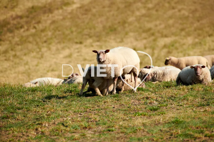 Photo Dominique VIET - Moutons rouges de l'ouest