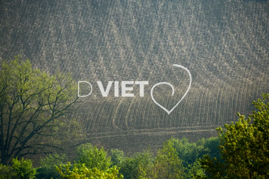 Photo Dominique VIET - Terres déchaumées semées