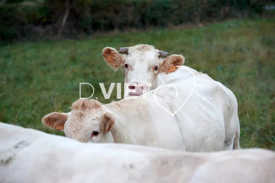 Photo Dominique VIET - Portraits de vaches