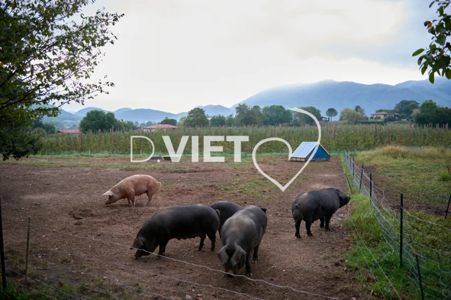 Photo Dominique VIET - Truies en plein air