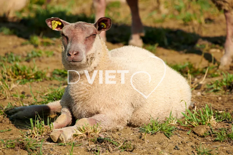 Photo Dominique VIET - Moutons rouges de l'ouest