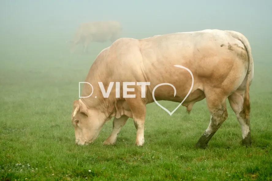 Photo Dominique VIET - Vaches et prè