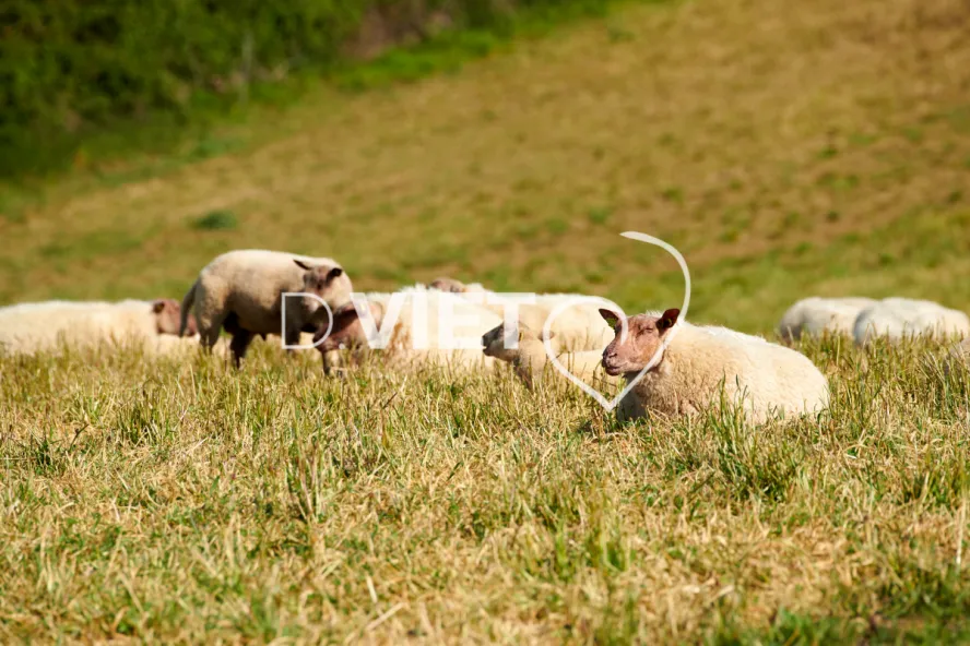 Photo Dominique VIET - Moutons rouges de l'ouest