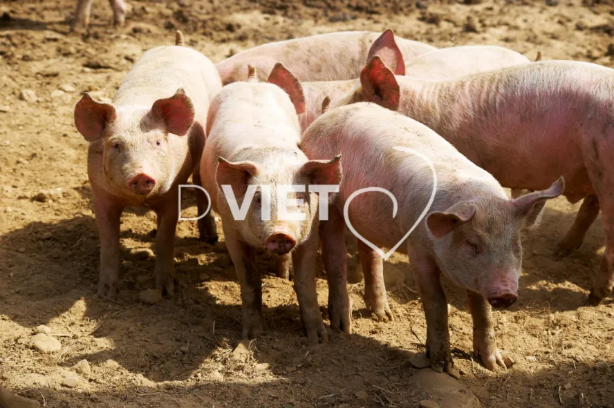 Photo Dominique VIET - Porcelets