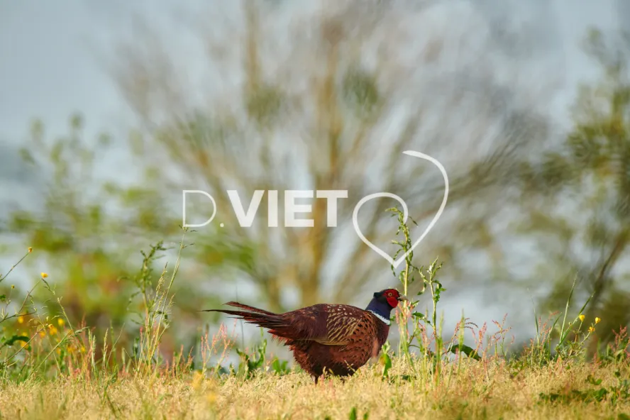 Photo Dominique VIET - Faisans