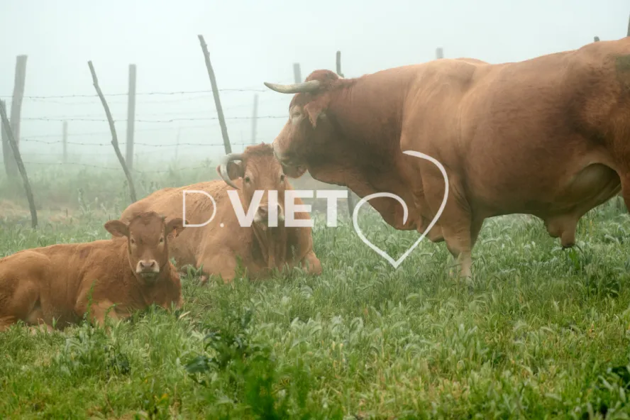 Photo Dominique VIET - Vaches et prè Limousines