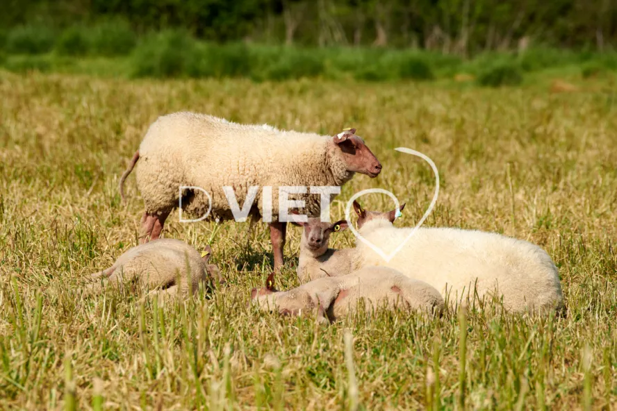 Photo Dominique VIET - Moutons rouges de l'ouest