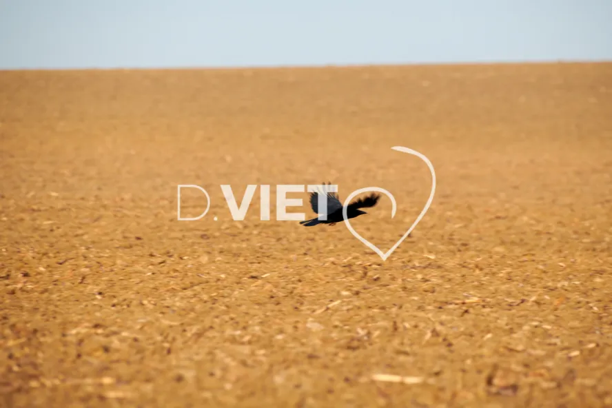 Photo Dominique VIET - Corbeau