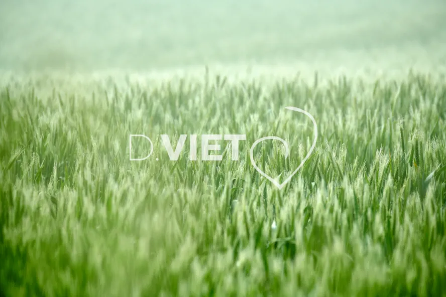 Photo Dominique VIET - Rosée du matin