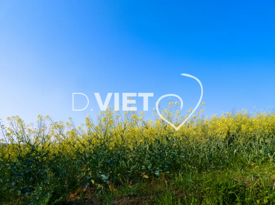 Photo Dominique VIET - Colza