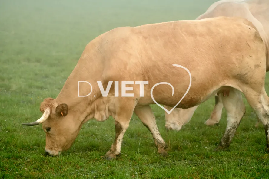 Photo Dominique VIET - Vaches et prè