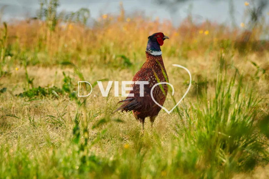 Photo Dominique VIET - Faisans