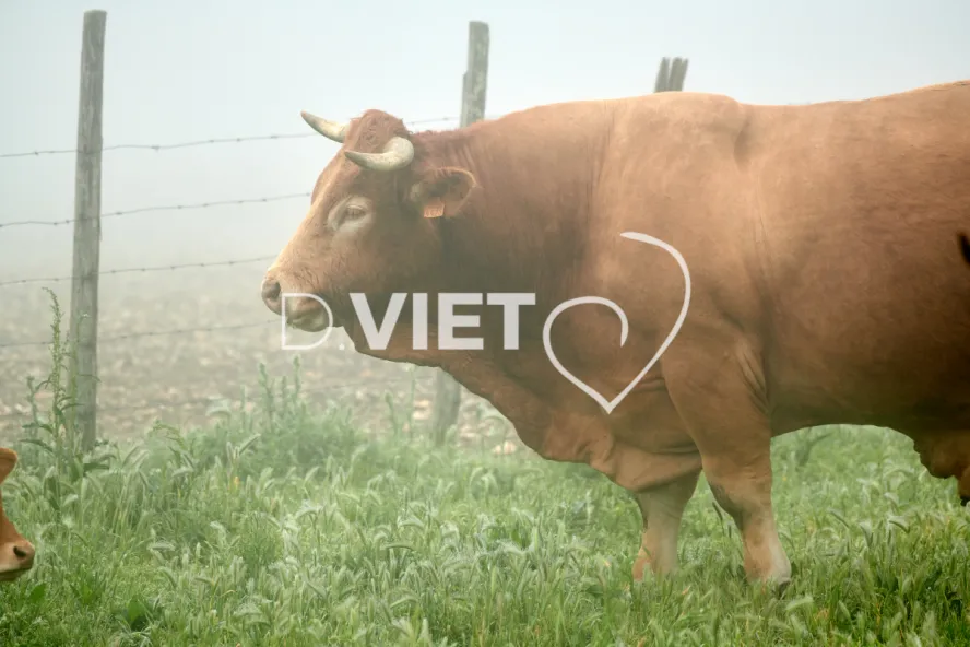 Photo Dominique VIET - Vaches et prè Limousines