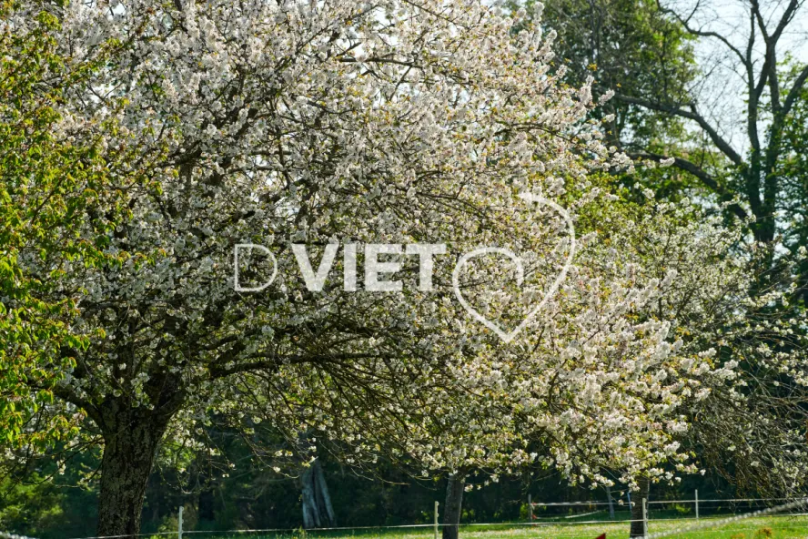 Photo Dominique VIET - Cerisiers des oiseaux