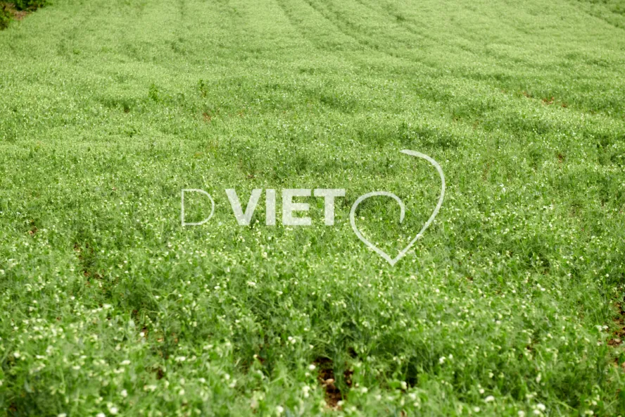 Photo Dominique VIET - Terres semées et fumeroles