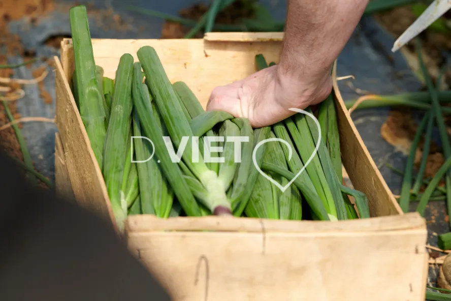 Photo Dominique VIET - Récolte des oignons