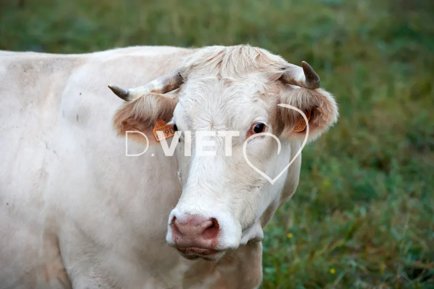 Photo Dominique VIET - Portraits de vaches