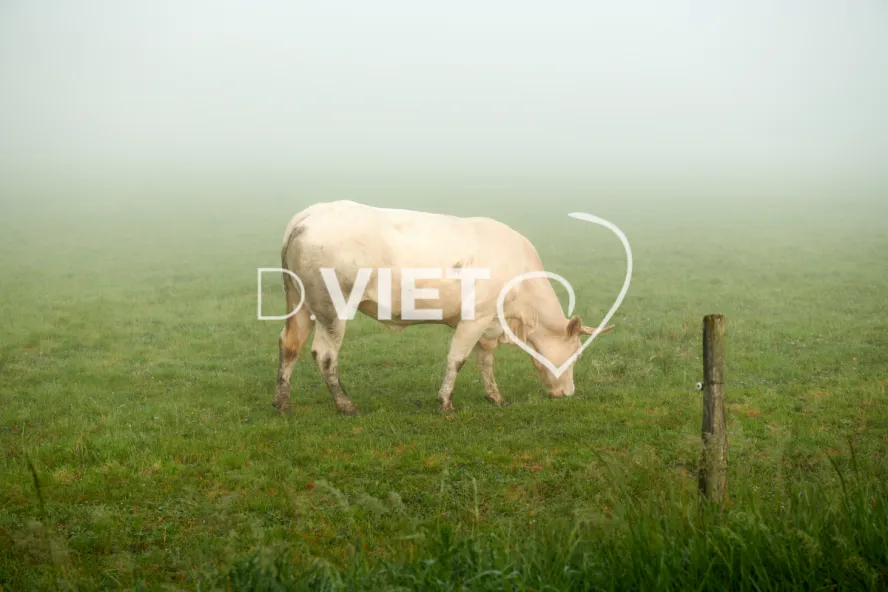 Photo Dominique VIET - Vaches et prè