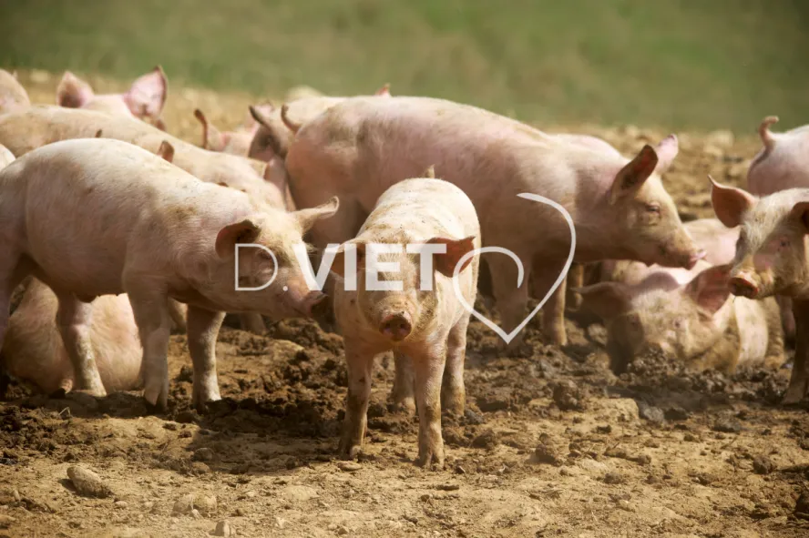 Photo Dominique VIET - Porcelets