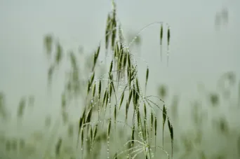 Photo Dominique VIET - Ros&eacute;e du matin