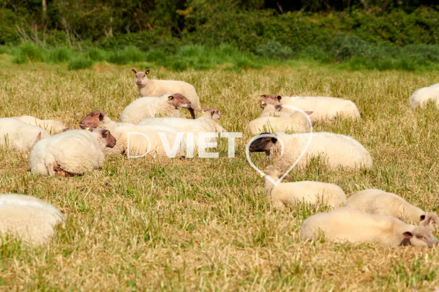 Photo Dominique VIET - Moutons rouges de l'ouest & Suffolk