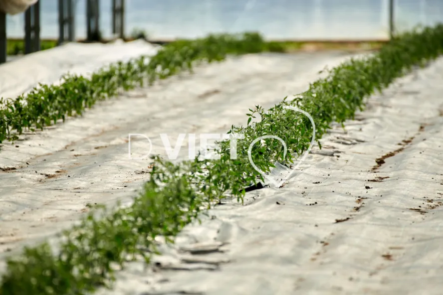 Photo Dominique VIET - les serres