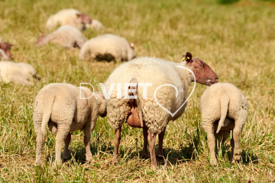 Photo Dominique VIET - Moutons rouges de l'ouest
