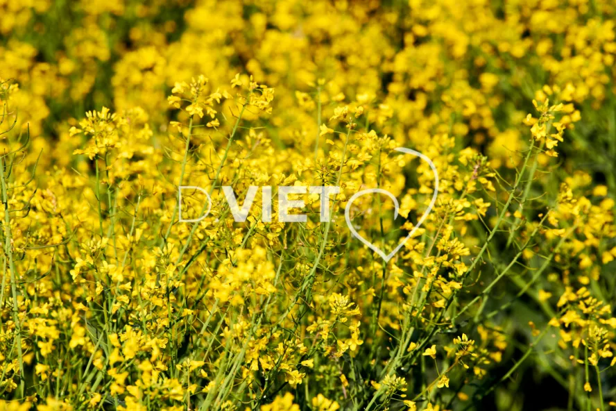 Photo Dominique VIET - Colza