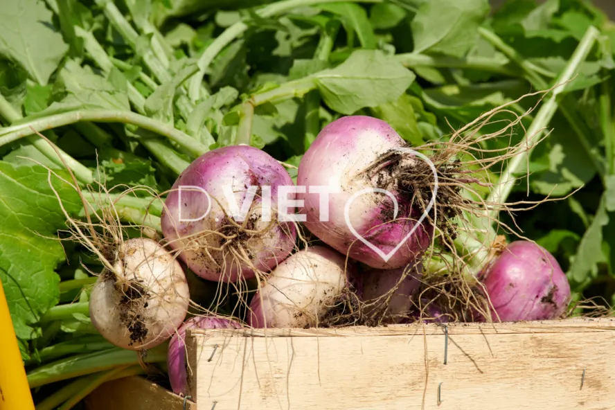 Photo Dominique VIET - Récolte des navets