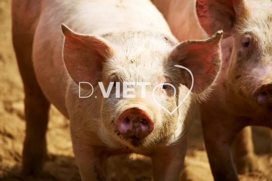 Photo Dominique VIET - Porcelets