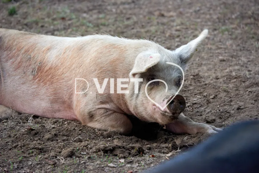 Photo Dominique VIET - Truies en plein air