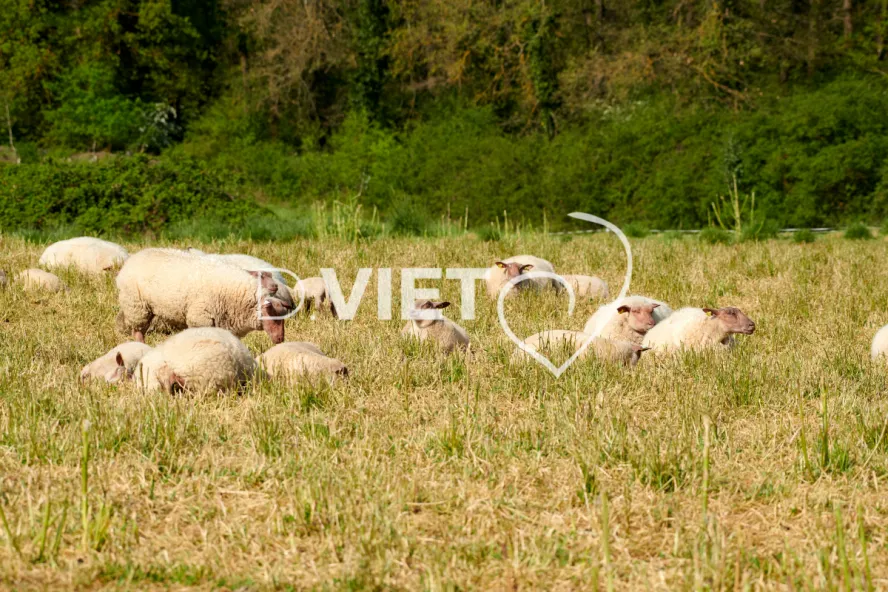 Photo Dominique VIET - Moutons rouges de l'ouest